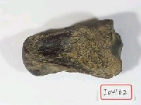 早坂犀牛指骨藏品圖，第2張